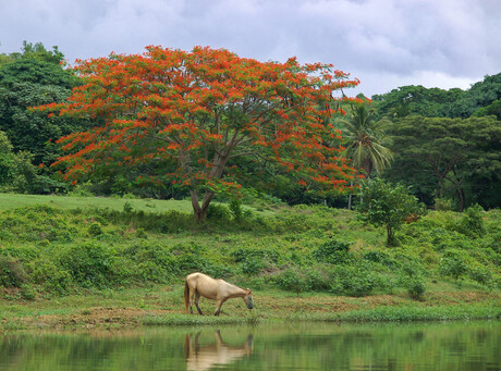 Chavon River