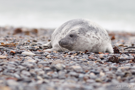 Zeehondje