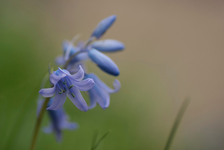 Bluebells