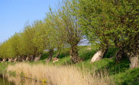 knotwilgen achter fort Veldhuis