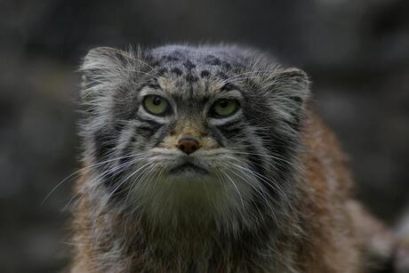 Pallas Cat (2)