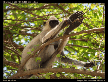 Langur in boompje