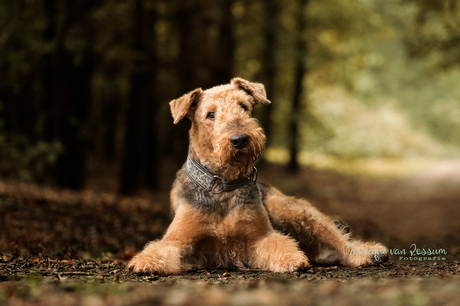 airedale portret