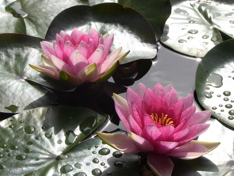 waterlily