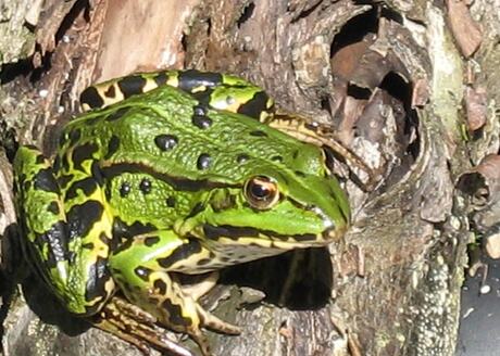 Green Frog on a Log