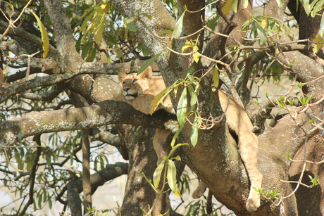 Boomleeuw in Tanzania