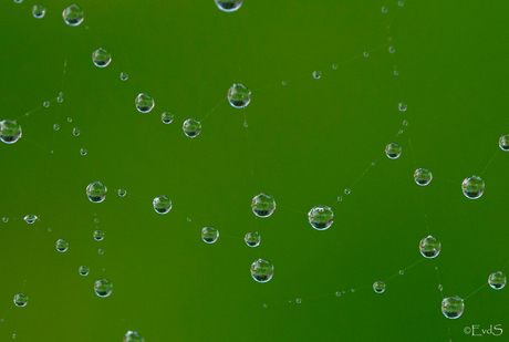 Web met regendruppels