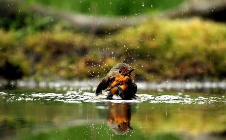Roodborstje in bad.