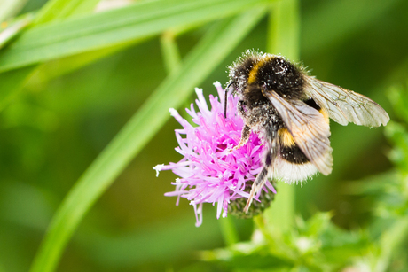 Hommel