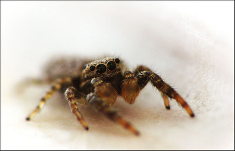 Itsy bitsy spider.