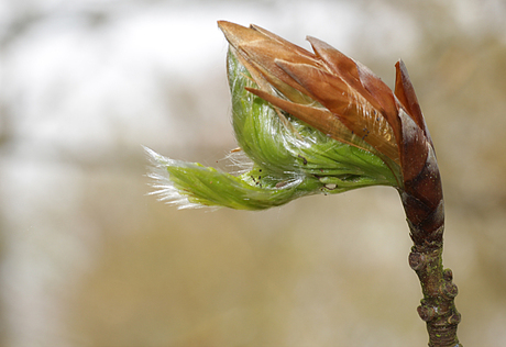 Knop op springen