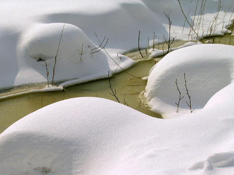 Sneeuw in de weerribben