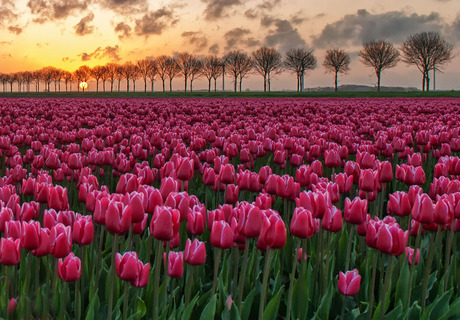 Tulpen in zonsopkomst