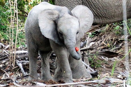 jonge olifant met vrucht