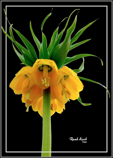 Fritillaria Imperalis L. Geel