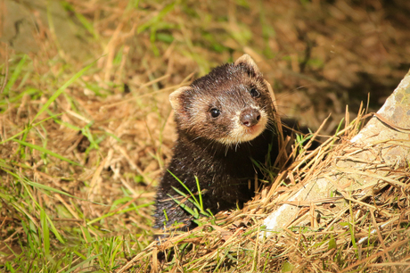 Lief met een luchtje