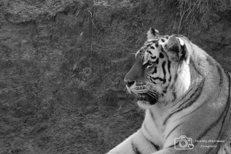 De Amoer tijger (2)