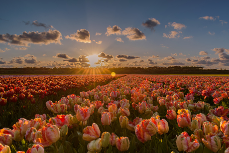 Zonsondergang boven een tulpenveld