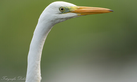 Grote zilverreiger