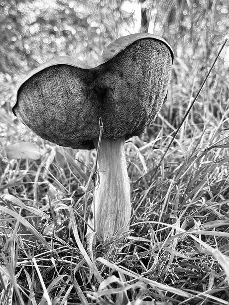 Gewone eekhoorntjesbrood