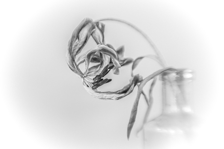 Verganklijkheid van een tulp