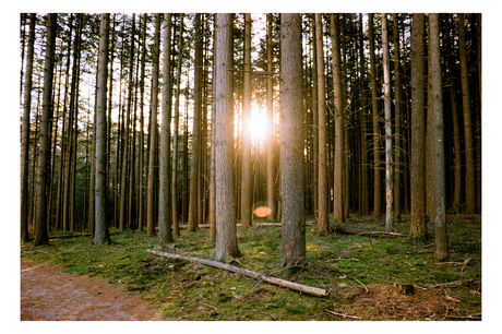 Licht door de bomen