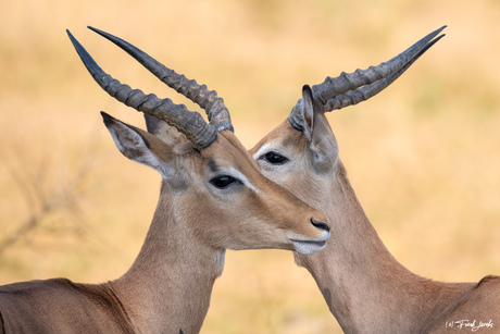 Rooibokke