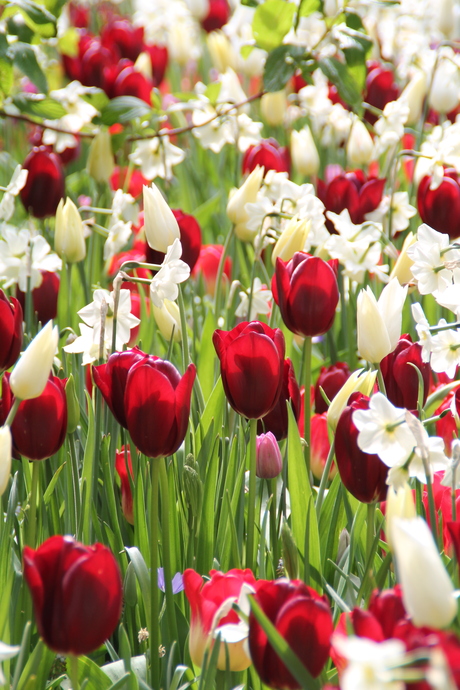 Veld vol rode en witte tulpen