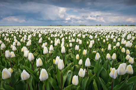 Een veld vol witte tulpen 