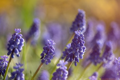 Blauwe druifjes