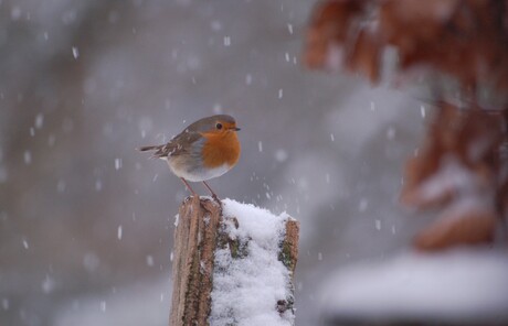 Roodborstje in de sneeuw