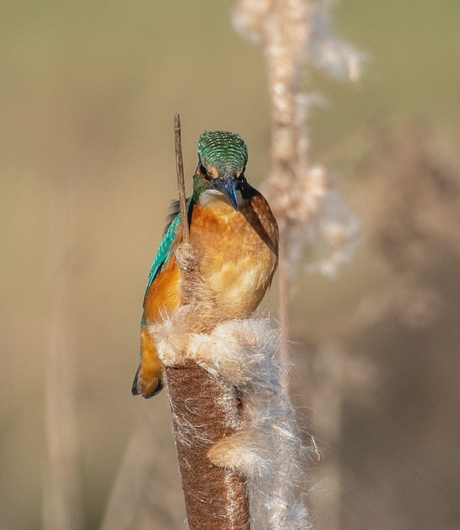 Samensmelting van mooie natuur