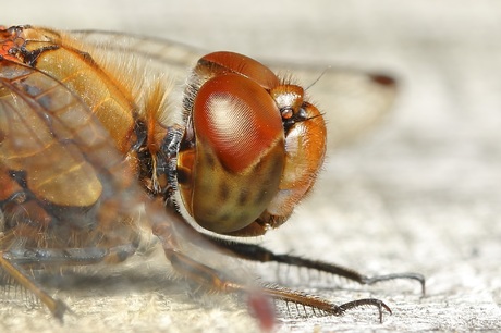 Bruinrode Heidelibel van de zijkant