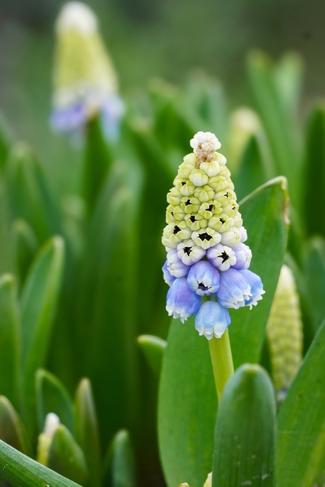 Muscari "Mountain Lady"
