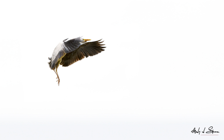 blauwe reiger
