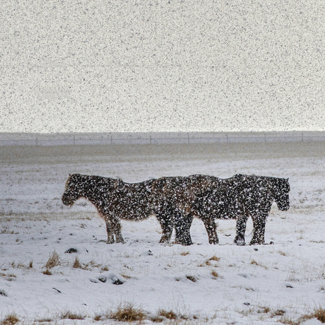 paarden in de winter