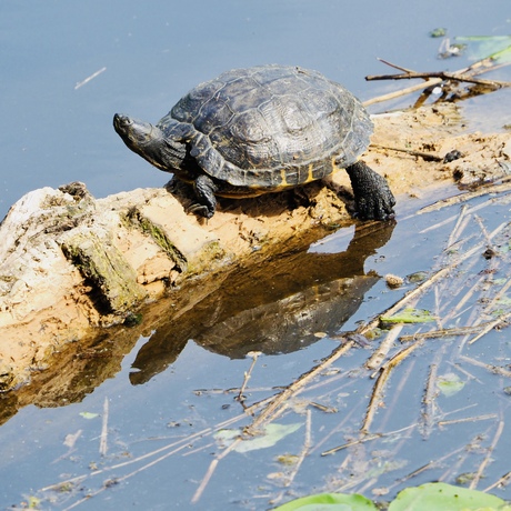 Turtle in the sun