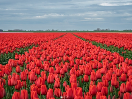 Een eindeloze rode zee van tulpen.