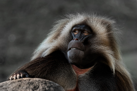 Gelada