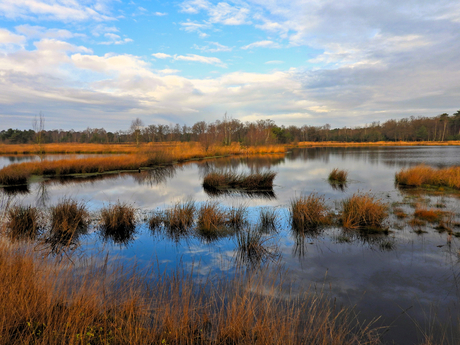 Kampina Heide boxtel