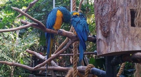 2 papagaaien foto