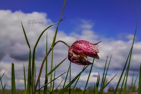 Kivietsbloem in de wind 