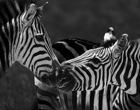 Zoenende Zebra's