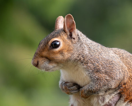 Eekhoorn Close-Up