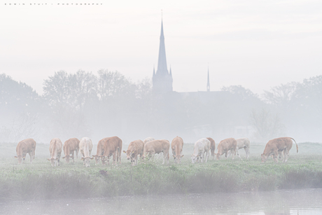 Koeien in de mist