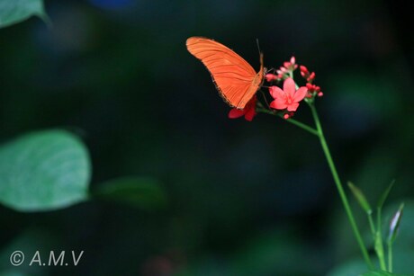 Oranje passiebloemvlinder 