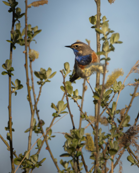 Blauwborstje