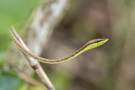 Mexican vine snake