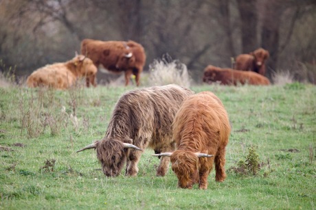 Schotse Hooglanders