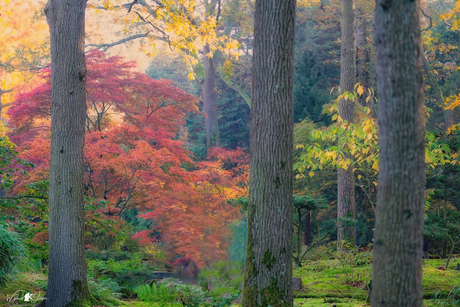 Japanese garden